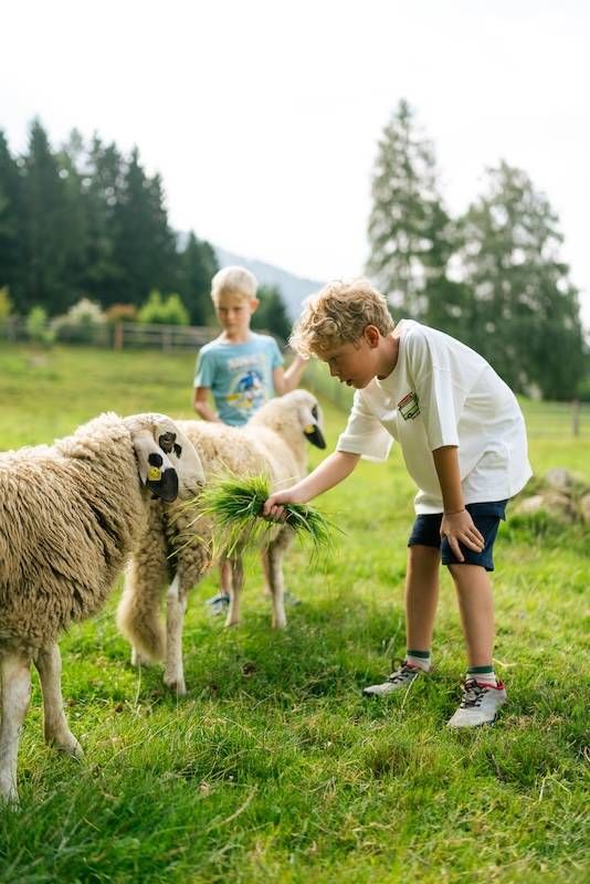 Kinder beim Füttern der Schafe