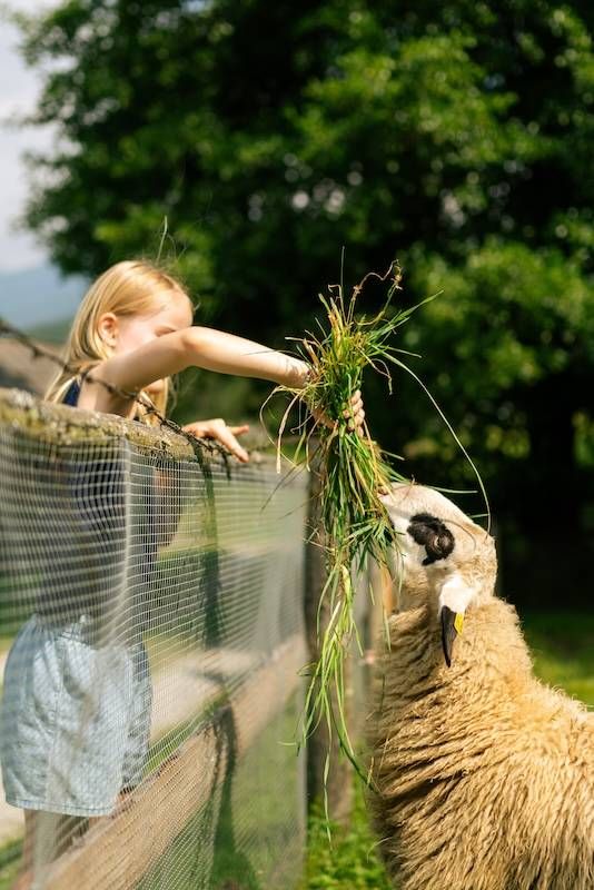 Mädchen beim Füttern der Schafe